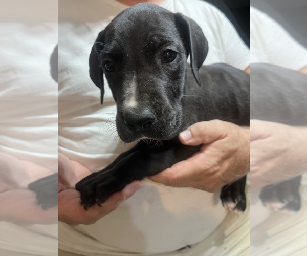 Medium Photo #25 Great Dane Puppy For Sale in SPRAGGS, PA, USA