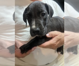 Medium Great Dane