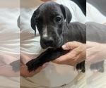 Puppy Felix Great Dane