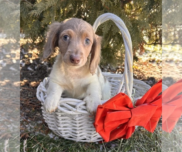 Medium Photo #3 Dachshund Puppy For Sale in MIDDLEBURY, IN, USA