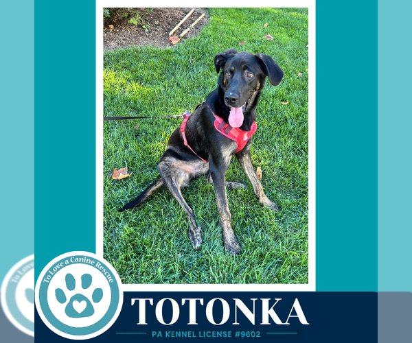 Medium Photo #2 Great Dane-Unknown Mix Puppy For Sale in Kimberton, PA, USA