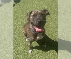 American Pit Bull Terrier Dogs for adoption in Derwood, MD, USA