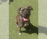 Small American Pit Bull Terrier