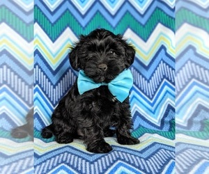YorkiePoo Puppy for sale in NOTTINGHAM, PA, USA