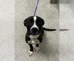 Small Labrador Retriever Mix
