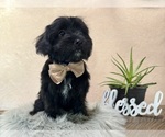 Small #4 YorkiePoo