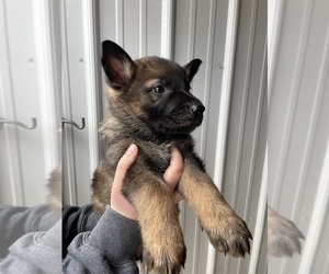 Medium German Shepherd Dog
