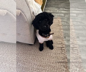 Poodle (Miniature) Puppy for Sale in PENNS GROVE, New Jersey USA