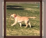 Small Photo #8 Golden Retriever Puppy For Sale in YUCAIPA, CA, USA