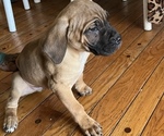 Small Photo #2 Cane Corso Puppy For Sale in FLORISSANT, MO, USA