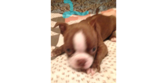 Boston Terrier Puppy for sale in MULLINS, SC, USA
