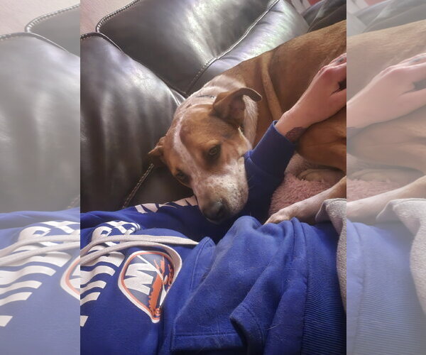 Medium Photo #4 Mutt Puppy For Sale in Woodbury, NY, USA