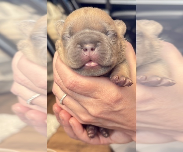 Medium Photo #3 American Bully-French Bulldog Mix Puppy For Sale in WINSTON-SALEM, NC, USA