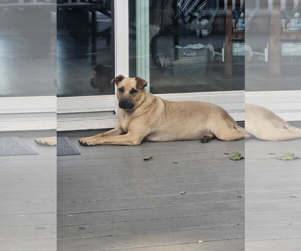 Medium Photo #12 Black Mouth Cur-Unknown Mix Puppy For Sale in Rockaway, NJ, USA