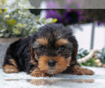 Small Photo #7 Yorkshire Terrier Puppy For Sale in BERNE, IN, USA