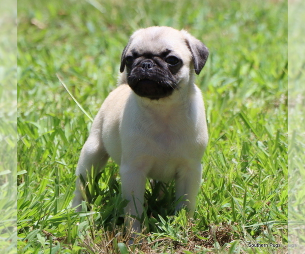 Medium Photo #24 Pug Puppy For Sale in WINNSBORO, TX, USA