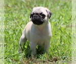 Small Photo #24 Pug Puppy For Sale in WINNSBORO, TX, USA