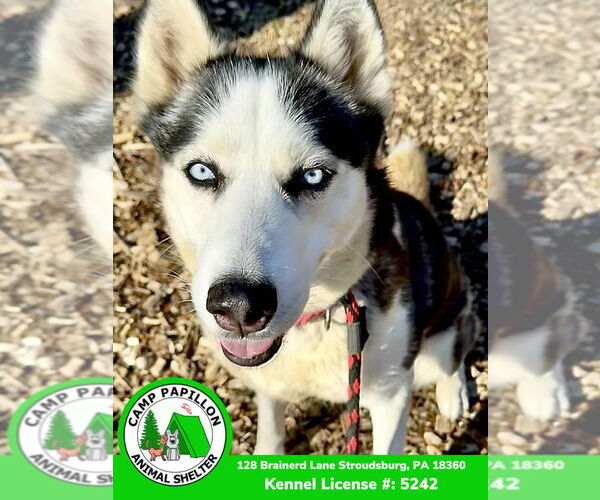 Medium Photo #1 Siberian Husky Puppy For Sale in Stroudsburg, PA, USA