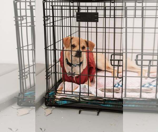 Medium Photo #2 Chihuahua-Unknown Mix Puppy For Sale in Visalia, CA, USA