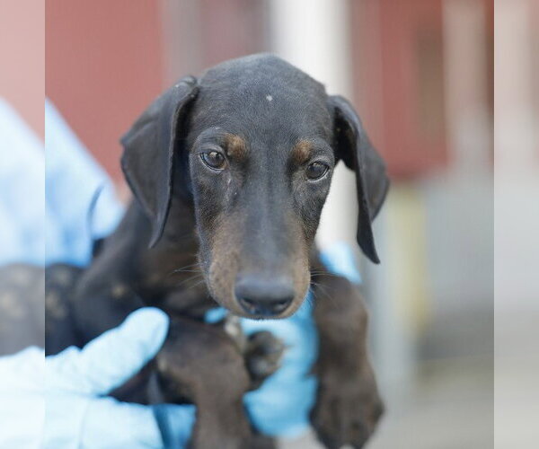 Medium Photo #1 Doberman Pinscher-Unknown Mix Puppy For Sale in San Antonio, TX, USA