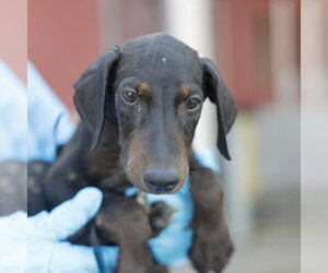 Doberman Pinscher-Unknown Mix Dogs for adoption in San Antonio, TX, USA