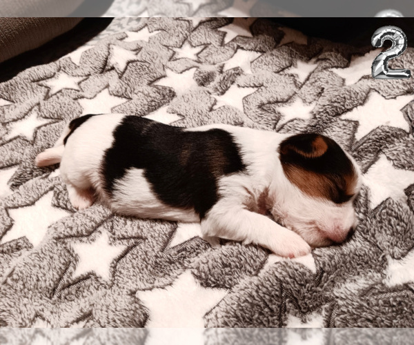 Medium Photo #5 Biewer Yorkie Puppy For Sale in GRANBURY, TX, USA