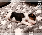 Small Photo #5 Biewer Yorkie Puppy For Sale in GRANBURY, TX, USA