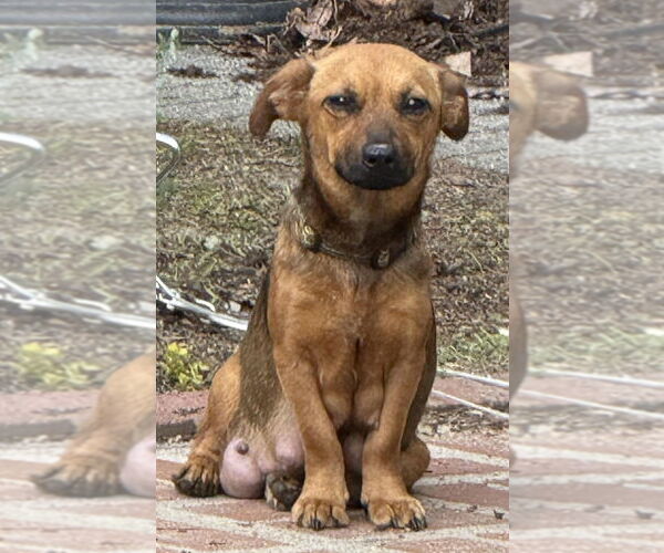 Medium Photo #3 Dachshund-Unknown Mix Puppy For Sale in New York, NY, USA
