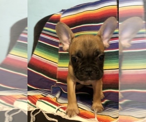French Bulldog Puppy for sale in NATIONAL CITY, CA, USA