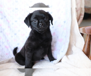 Pug-A-Poo Puppy for sale in SHILOH, OH, USA