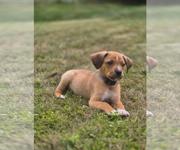 Medium Photo #2 Puggle Puppy For Sale in pomfret, CT, USA