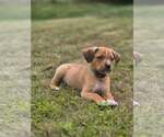 Small #1 Puggle