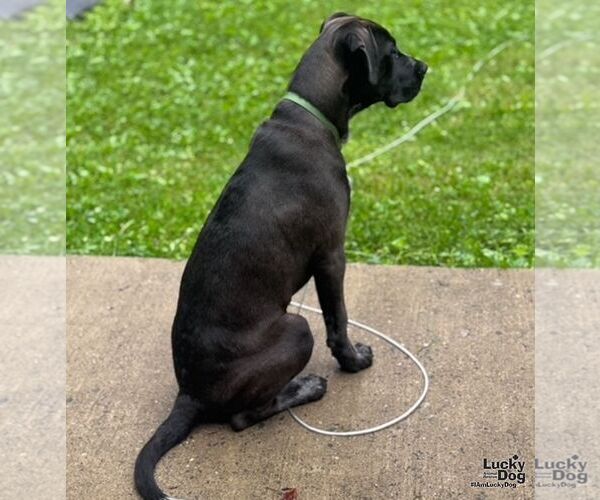 Medium Photo #3 Collie-Labrador Retriever Mix Puppy For Sale in Washington, DC, USA