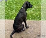 Small #2 Collie-Labrador Retriever Mix