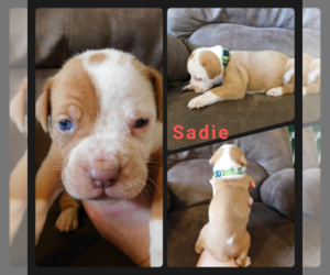 Olde English Bulldogge Puppy for sale in WHEELER, MI, USA