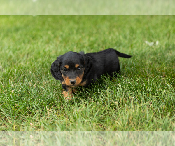 Medium Photo #3 Dachshund Puppy For Sale in MILFORD, IN, USA