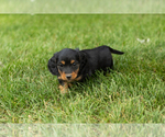 Small #2 Dachshund