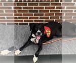 Small #1 American Staffordshire Terrier