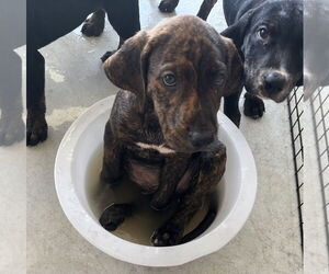 Mutt Dogs for adoption in Melbourne, FL, USA