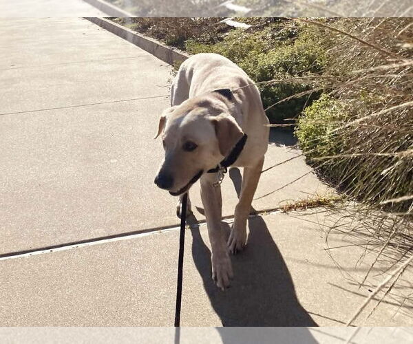 Medium Photo #3 Labrador Retriever-Unknown Mix Puppy For Sale in The Woodlands, TX, USA