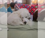 Small #2 Great Pyrenees