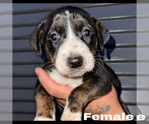 Medium Photo #1 Australian Shepherd-Bullboxer Pit Mix Puppy For Sale in STOCKTON, CA, USA