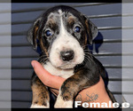 Small Photo #1 Australian Shepherd-Bullboxer Pit Mix Puppy For Sale in STOCKTON, CA, USA