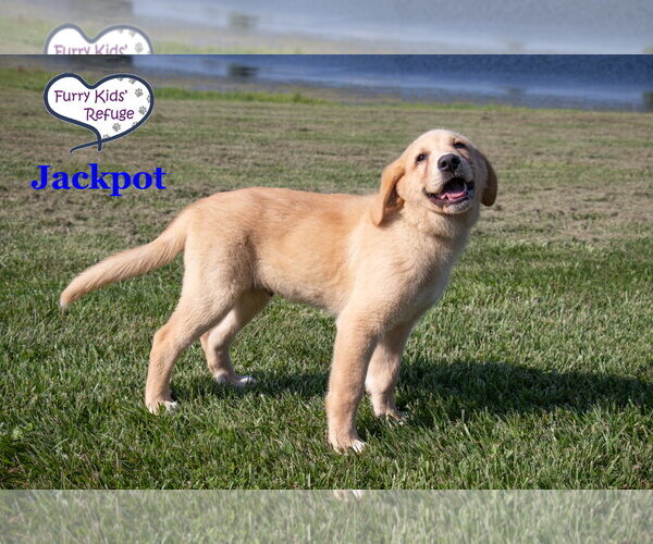 Medium Photo #2 Labrenees Puppy For Sale in Lee's Summit, MO, USA
