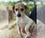 Small #1 Mutt