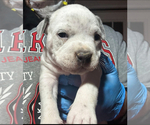 Small Photo #3 American Bully Puppy For Sale in WALLINGFORD, CT, USA