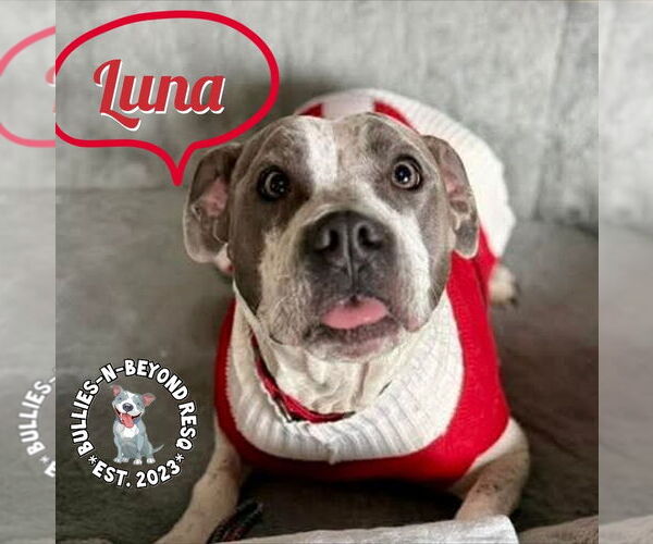 Medium Photo #1 Mutt Puppy For Sale in Omaha, NE, USA