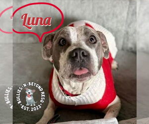 Mutt Dogs for adoption in Omaha, NE, USA