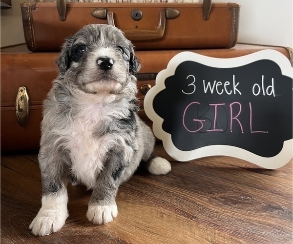 Medium Photo #3 Aussiedoodle Puppy For Sale in FRANKLINTON, LA, USA