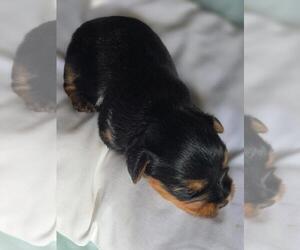 Yorkshire Terrier Puppy for sale in CORNERSVILLE, TN, USA